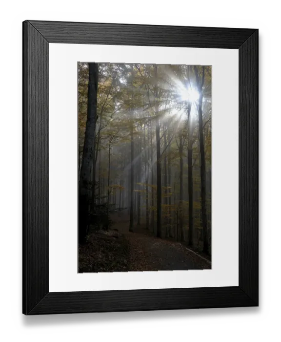 Framed Print : Hazy, backlit, autumnal forest