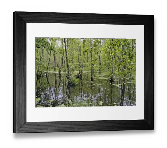 Framed Print : Alder wood with standing water