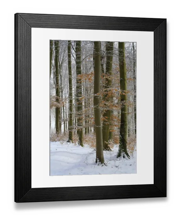 Framed Print : Wintry beech forest (Fagus sylvatica)
