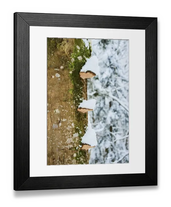 Framed Print : Tinder fungus (Fomes fomentarius) with snow in winter on a tree trunk Framed Print : Tinder fungus (Fomes fomentarius) with snow in winter on a tree trunk
