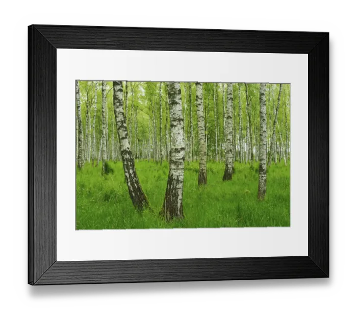 Framed Print : Forest of Downy Birch or White Birch (Betula pubescens)