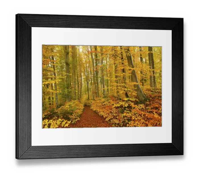 Framed Print : Forest track through discoloured Common beeches (Fagus sylvatica) Framed Print : Forest track through discoloured Common beeches (Fagus sylvatica)