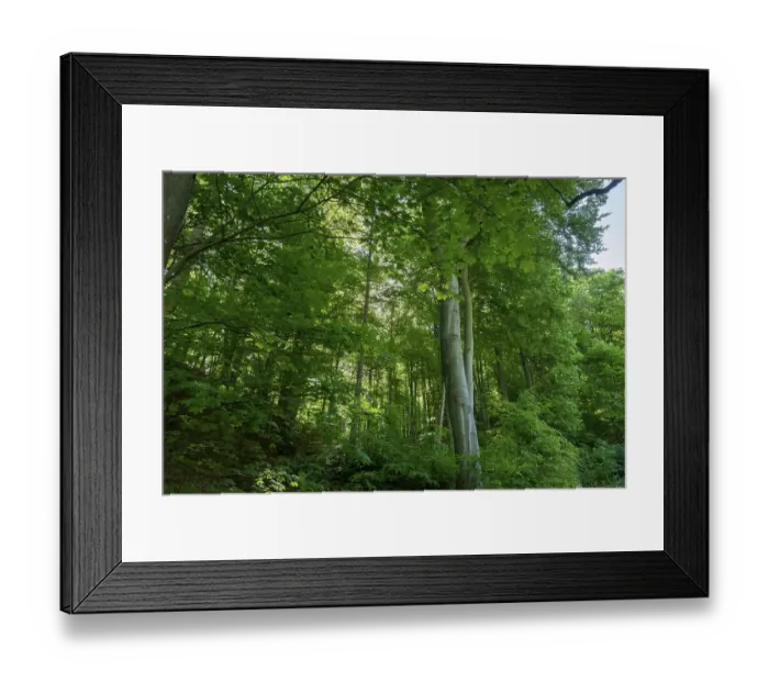Framed Print : Deciduous forest with beech and maple trees Framed Print : Deciduous forest with beech and maple trees