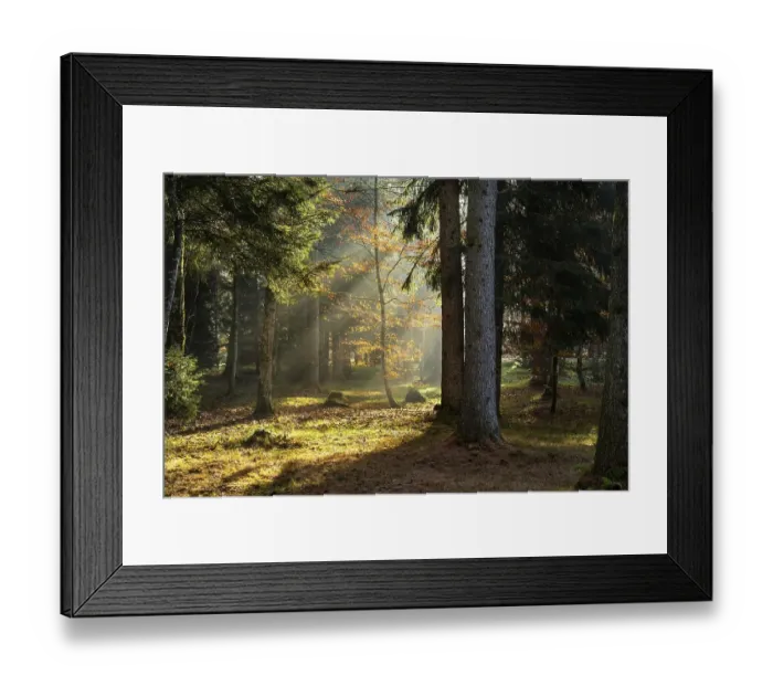 Framed Print : Forest landscape in the Allgaeu in autumn Framed Print : Forest landscape in the Allgaeu in autumn