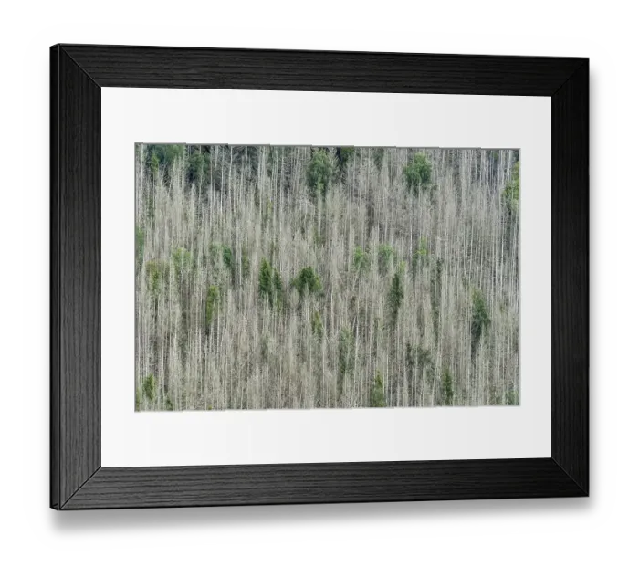 Framed Print : Forest dieback, dead spruce (Picea)