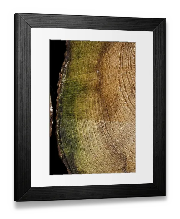 Framed Print : Tree rings (annual rings), texture