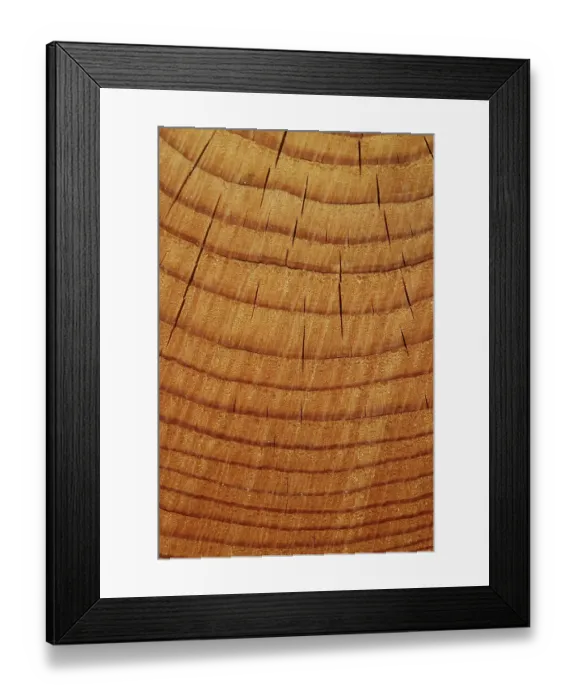 Framed Print : Tree rings (annual rings), Lueerwald (Luer Forest) Framed Print : Tree rings (annual rings), Lueerwald (Luer Forest)