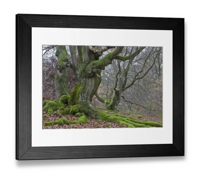 Framed Print : Old Common Beech or European Beech (Fagus sylvatica) in Hutewald forest Framed Print : Old Common Beech or European Beech (Fagus sylvatica) in Hutewald forest