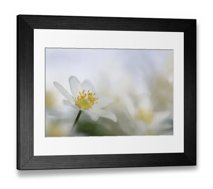 Framed Print : Wood anemone (Anemone nemorosa) Framed Print : Wood anemone (Anemone nemorosa)