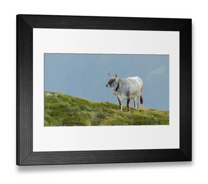 Framed Print : Cow on the mountain pasture, Tyrolean grey cattle