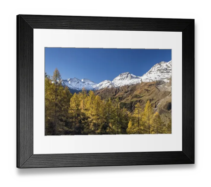 Framed Print : Autumnal larches in front of snow-covered mountain peaks