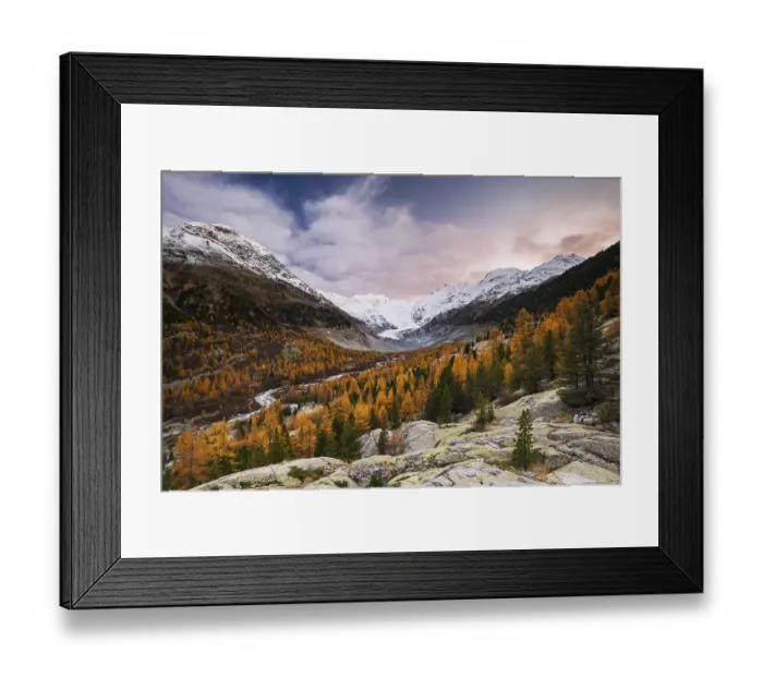 Framed Print : Autumn larch forest in front of Morteratsch glacier Framed Print : Autumn larch forest in front of Morteratsch glacier