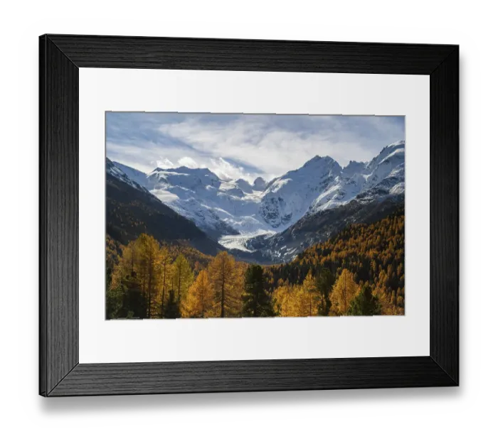 Framed Print : Autumn larch forest in front of Morteratsch glacier Framed Print : Autumn larch forest in front of Morteratsch glacier