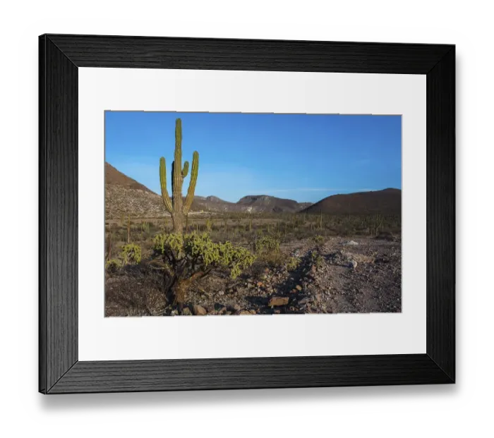 Framed Print : Saguaro (Carnegiea gigantea) in the countryside