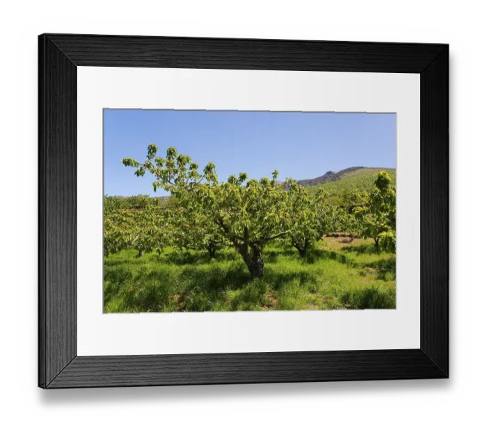 Framed Print : A landscape with green fruit trees in front of a mountain under a clear blue sky Framed Print : A landscape with green fruit trees in front of a mountain under a clear blue sky