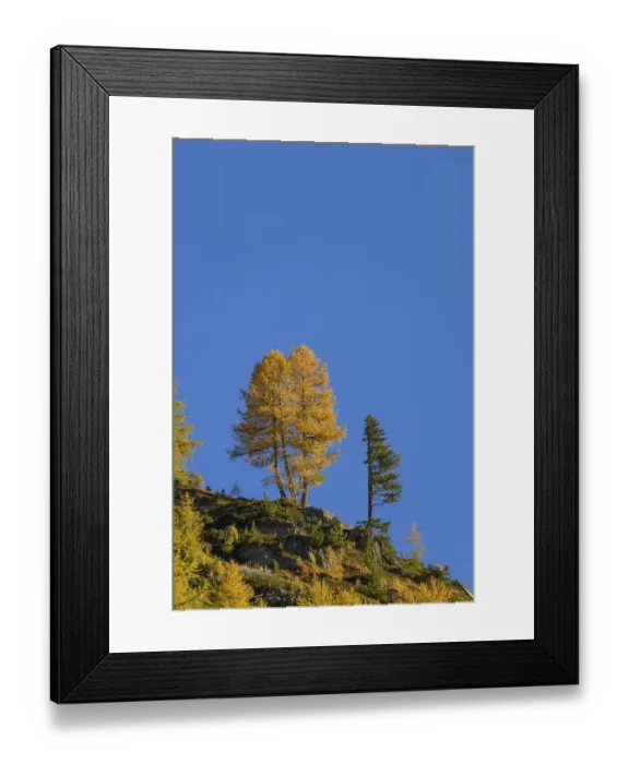 Framed Print : Autumn larch (Larix) forest, with mountains in the background