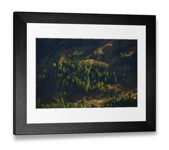 Framed Print : European larch (Larix decidua) trees in the mountains at Hochalpenstrasse