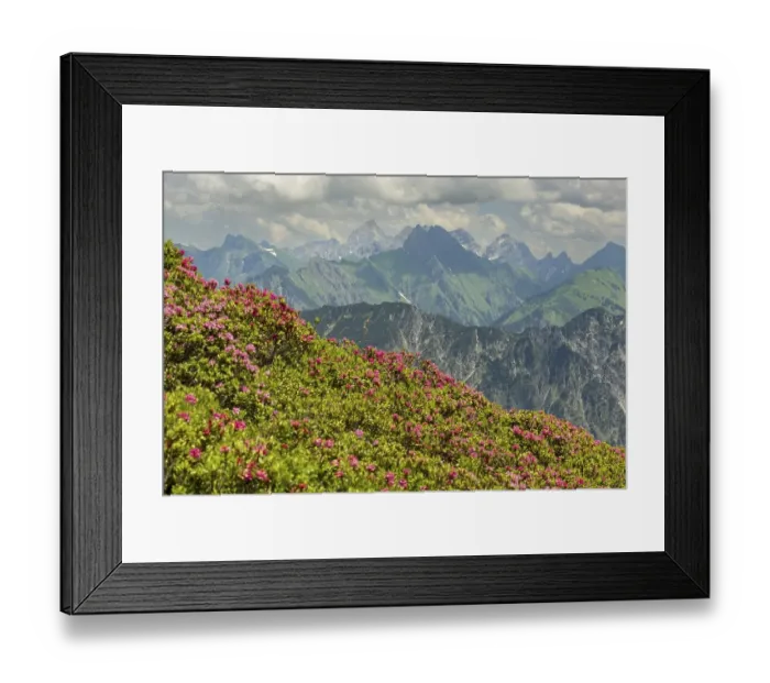 Framed Print : Alpine rose blossom, panorama from Fellhorn to Hoefats Framed Print : Alpine rose blossom, panorama from Fellhorn to Hoefats