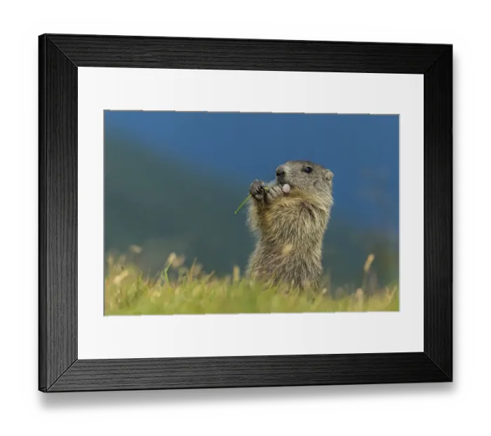 Framed Print : Young marmot (Marmota marmota) in the Alps Framed Print : Young marmot (Marmota marmota) in the Alps