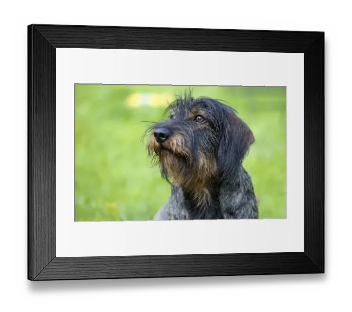 Framed Print : Rough-haired dachshund (Canis lupus familiaris) puppy