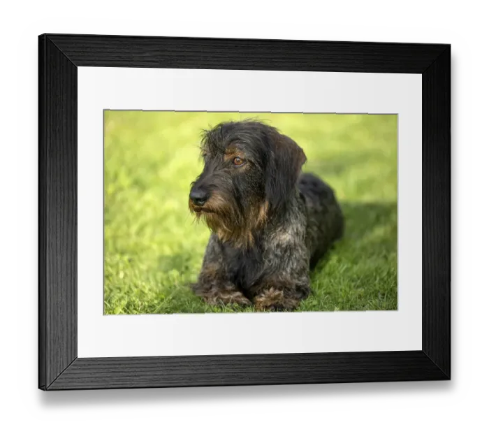Framed Print : Rough-haired dachshund (Canis lupus familiaris) puppy Framed Print : Rough-haired dachshund (Canis lupus familiaris) puppy