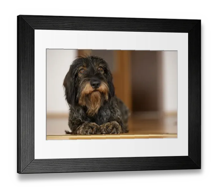 Framed Print : Rough-haired dachshund, male, 3 years