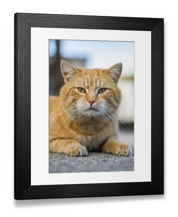 Framed Print : Portrait of an attentive red felidae (Felis Catus) lying on a grey floor