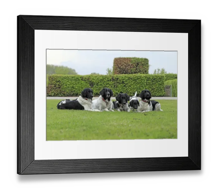 Framed Print : Stabijhoun, Stabij, Stabyhoun