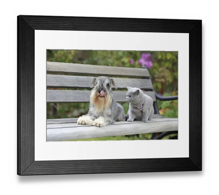 Framed Print : Schnauzer with Carthusian cat Framed Print : Schnauzer with Carthusian cat