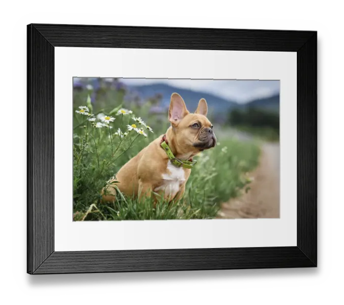 Framed Print : Red fawn French Bulldog dog puppy with 16 weeks sitting between flower meadow Framed Print : Red fawn French Bulldog dog puppy with 16 weeks sitting between flower meadow