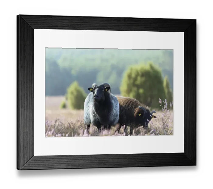Framed Print : Heidschnucken (Ovis aries) in the blooming heathland