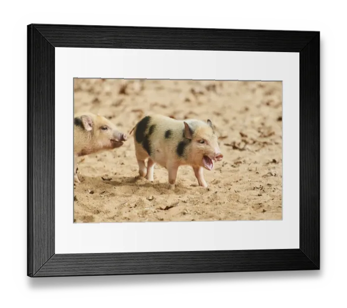 Framed Print : Vietnamese Pot-bellied piglets