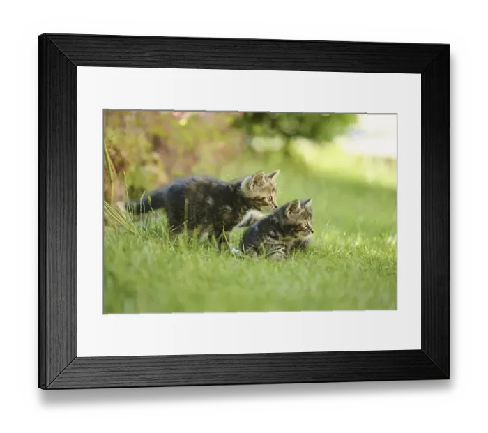 Framed Print : Bengal cat, domestic cat, kitten on a meadow Framed Print : Bengal cat, domestic cat, kitten on a meadow