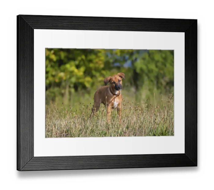 Framed Print : A cute brown mixed-breed dog, a puppy Framed Print : A cute brown mixed-breed dog, a puppy