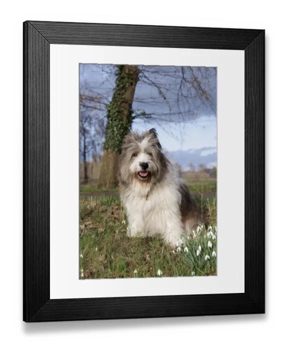 Framed Print : Dog (Canis lupus familaris), Pet Framed Print : Dog (Canis lupus familaris), Pet