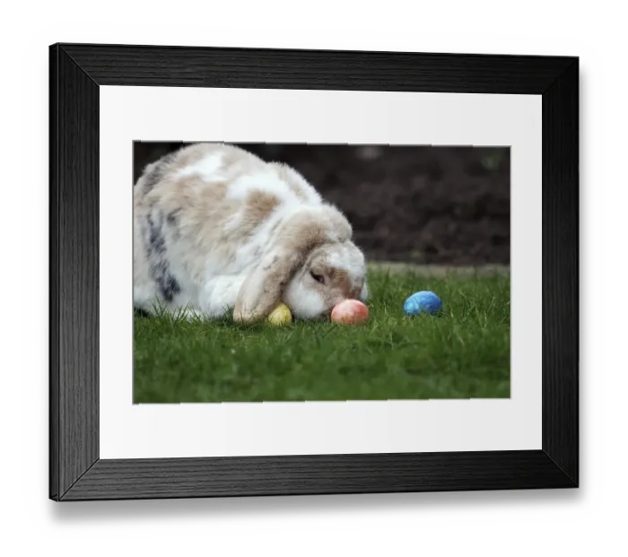 Framed Print : Rabbit (Oryctolagus cuniculus domestica) Framed Print : Rabbit (Oryctolagus cuniculus domestica)