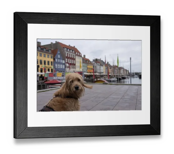 Framed Print : Dog (Mini Goldendoodle) sitting in front of the colourful houses of Nyhavn