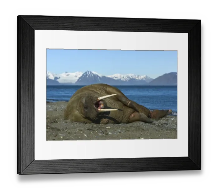 Framed Print : Walrus (Odobenus rosmarus) is located on the shore