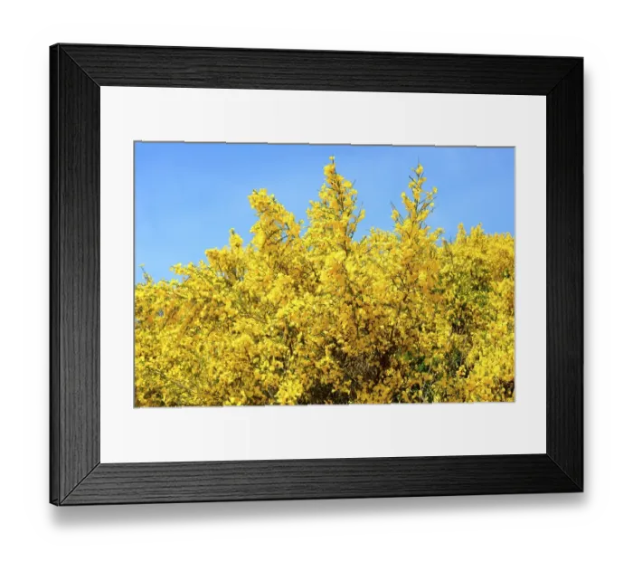 Framed Print : Blooming Common broom (Cytisus scoparius)