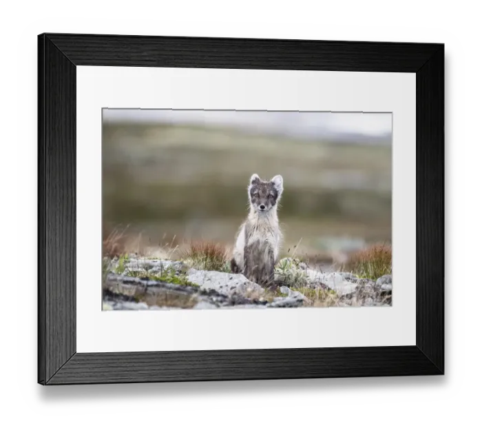 Framed Print : Arctic fox (Vulpes lagopus), Dovrefjell-Sunndalsfjella National Park