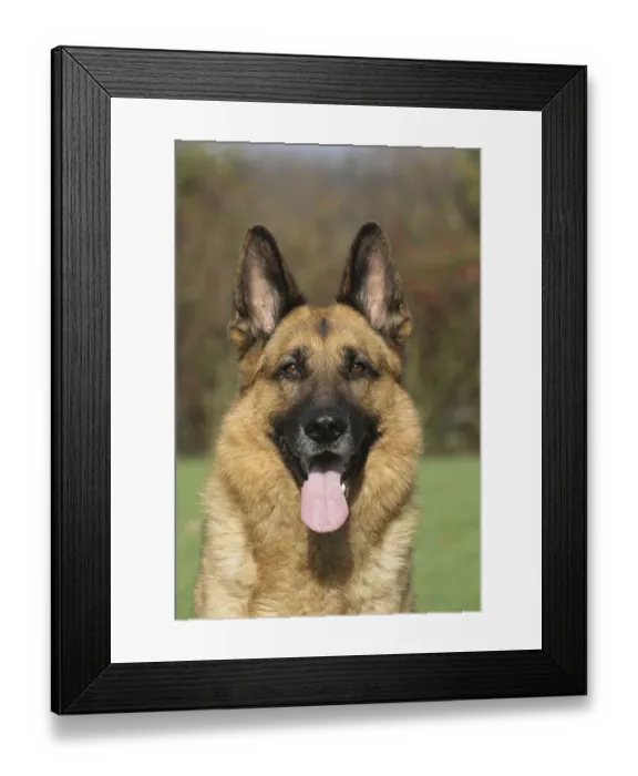 Framed Print : German Shepherd Dog, 7 years old, portrait Framed Print : German Shepherd Dog, 7 years old, portrait