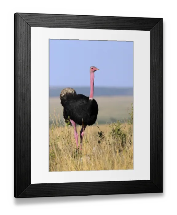 Framed Print : Masai Ostrich (Struthio camelus massaicus)