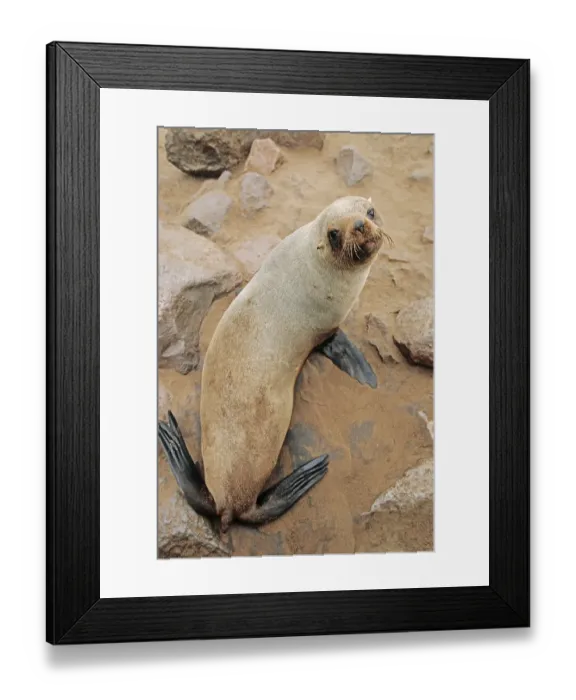 Framed Print : Brown fur seal(Arctocephalus pusillus pusillus)