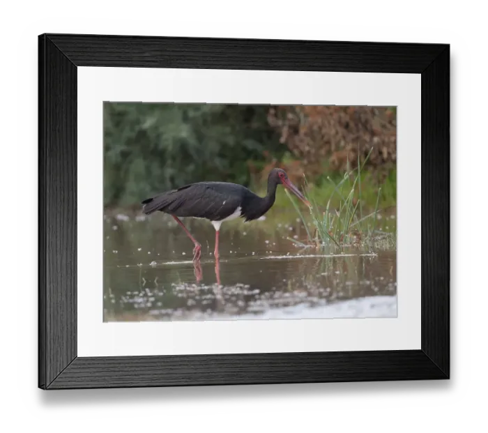 Framed Print : Black Stork (Ciconia nigra), Eifel range near Bitburg