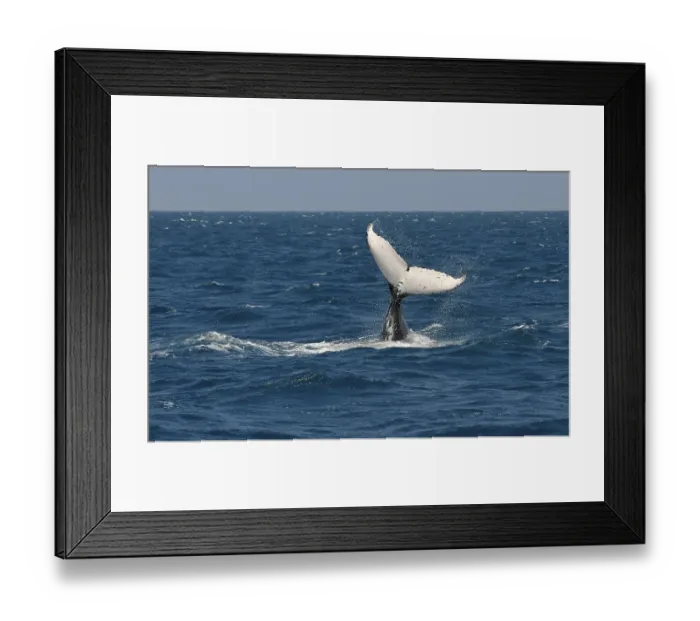 Framed Print : Species-specific tail slap, slap of the tail fin