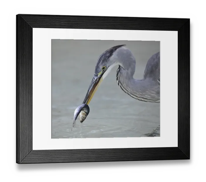 Framed Print : Grey Heron (Ardea cinerea), feeding