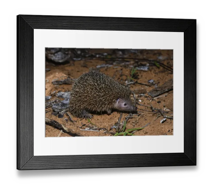 Framed Print : Lesser hedgehog tenrec (Echinops telfairi), Reniala Reserve, Ifaty, Madagascar, Africa Framed Print : Lesser hedgehog tenrec (Echinops telfairi), Reniala Reserve, Ifaty, Madagascar, Africa