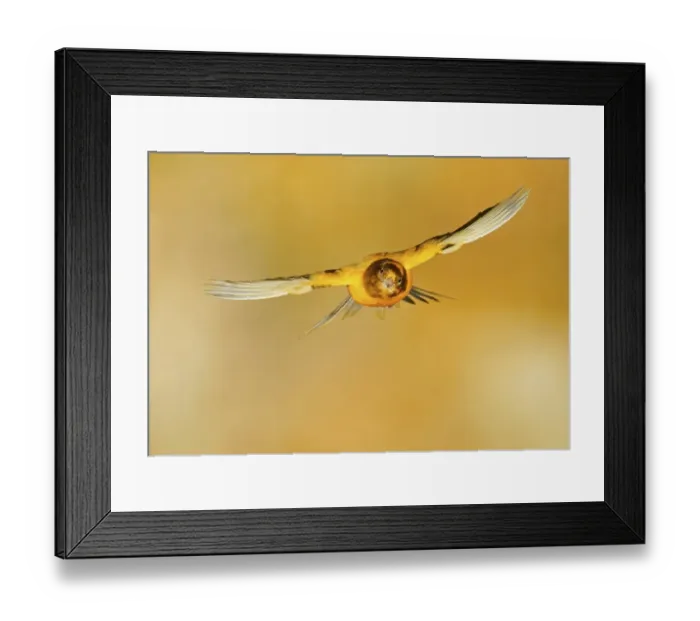 Framed Print : Domestic canary (Serinus canaria forma domestica) in flight