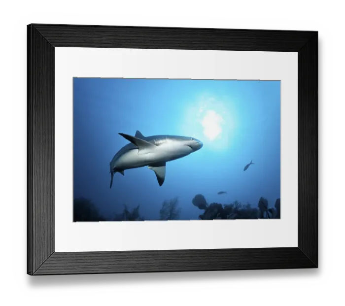 Framed Print : Caribbean reef shark (Carcharhinus perezi)