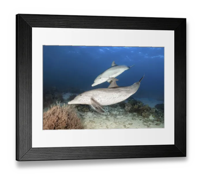 Framed Print : Two bottlenose dolphin (Tursiops truncatus)
